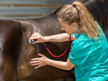 female vet in green scrubs assessing a horse